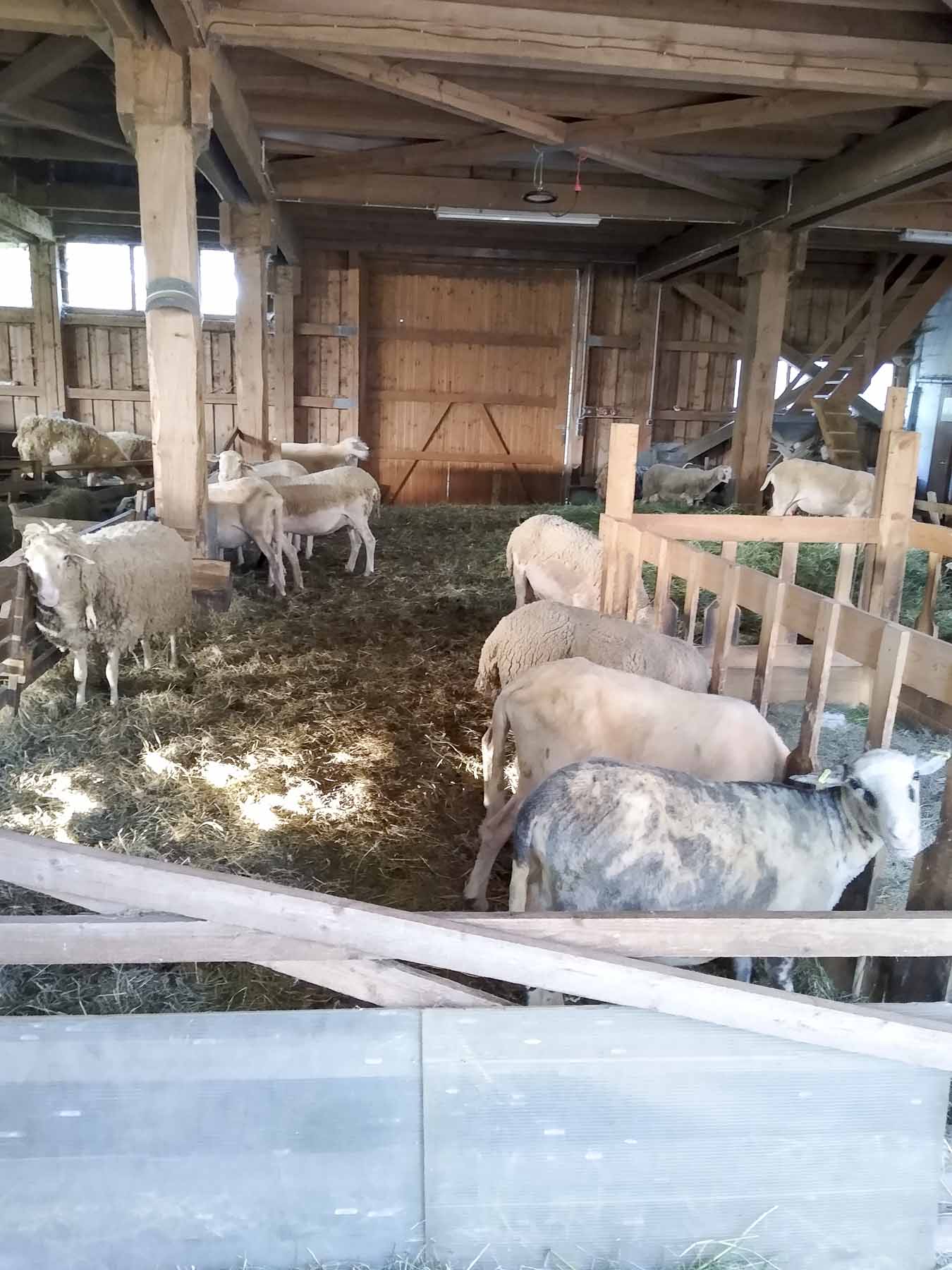 landvergnügen neuhausener weide bei rehau 02