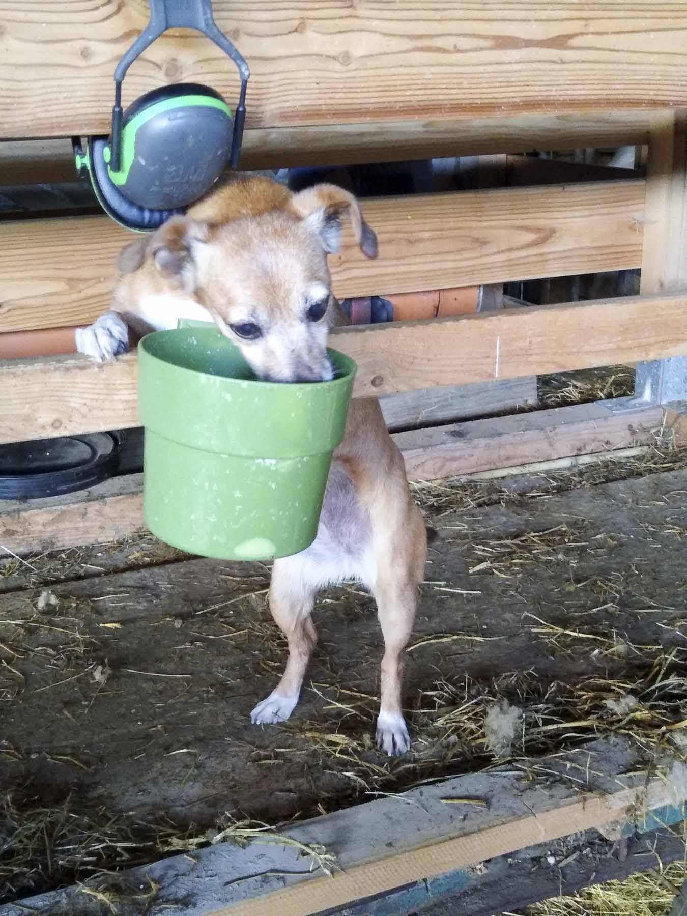 landvergnügen neuhausener weide bei rehau 05