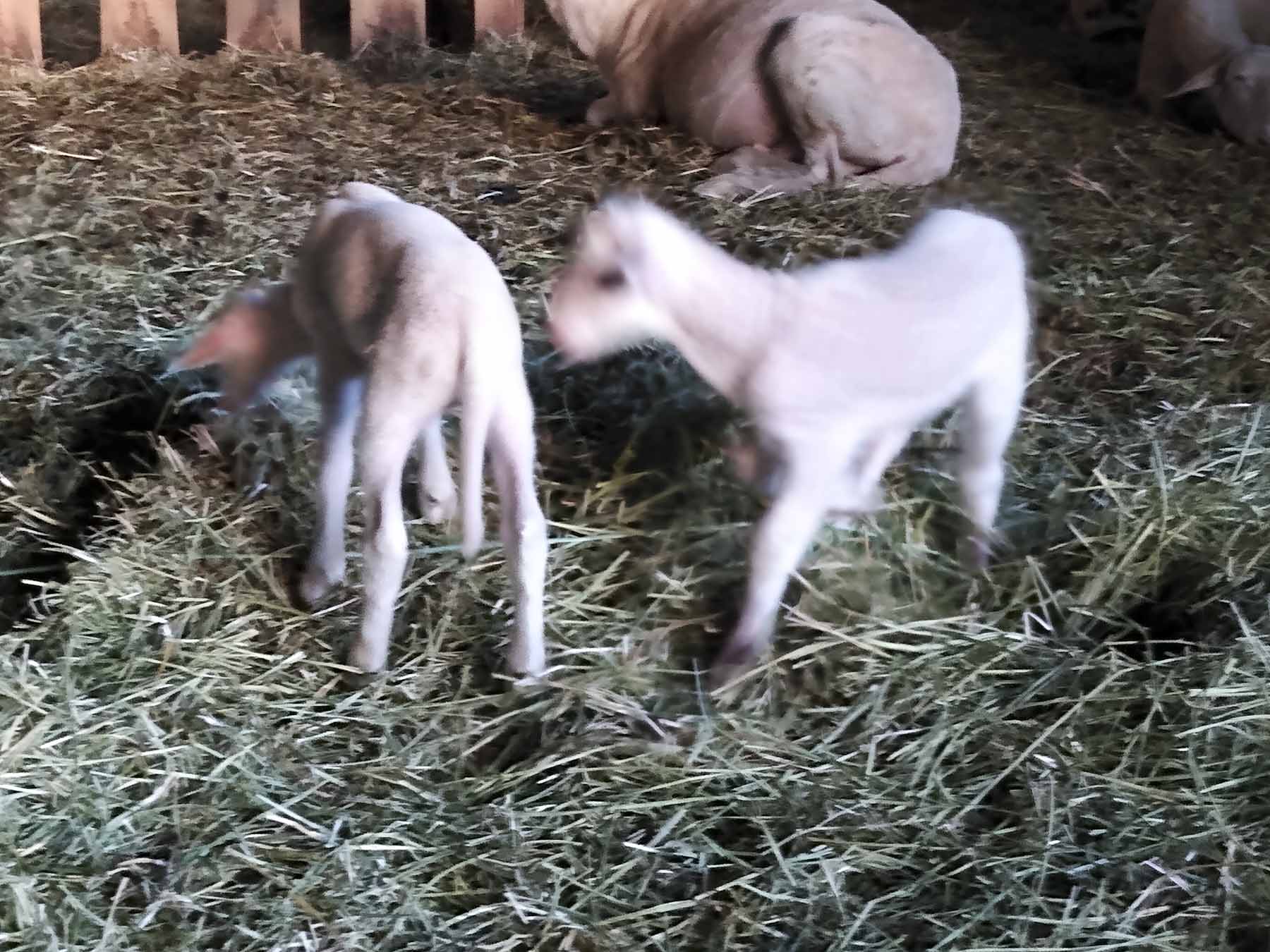 landvergnügen neuhausener weide bei rehau 06