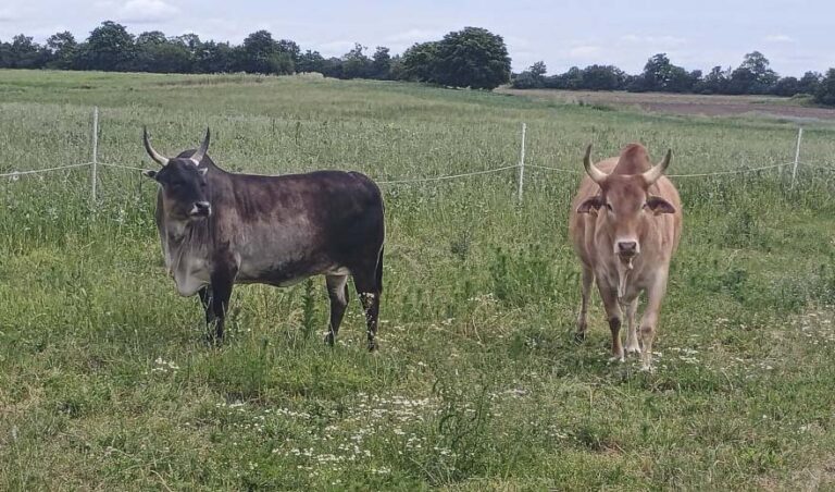 lerchenbergmuehle-zebu-rinder-weide